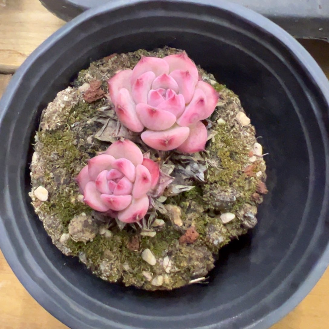 ak玛利亚四万点赞福利