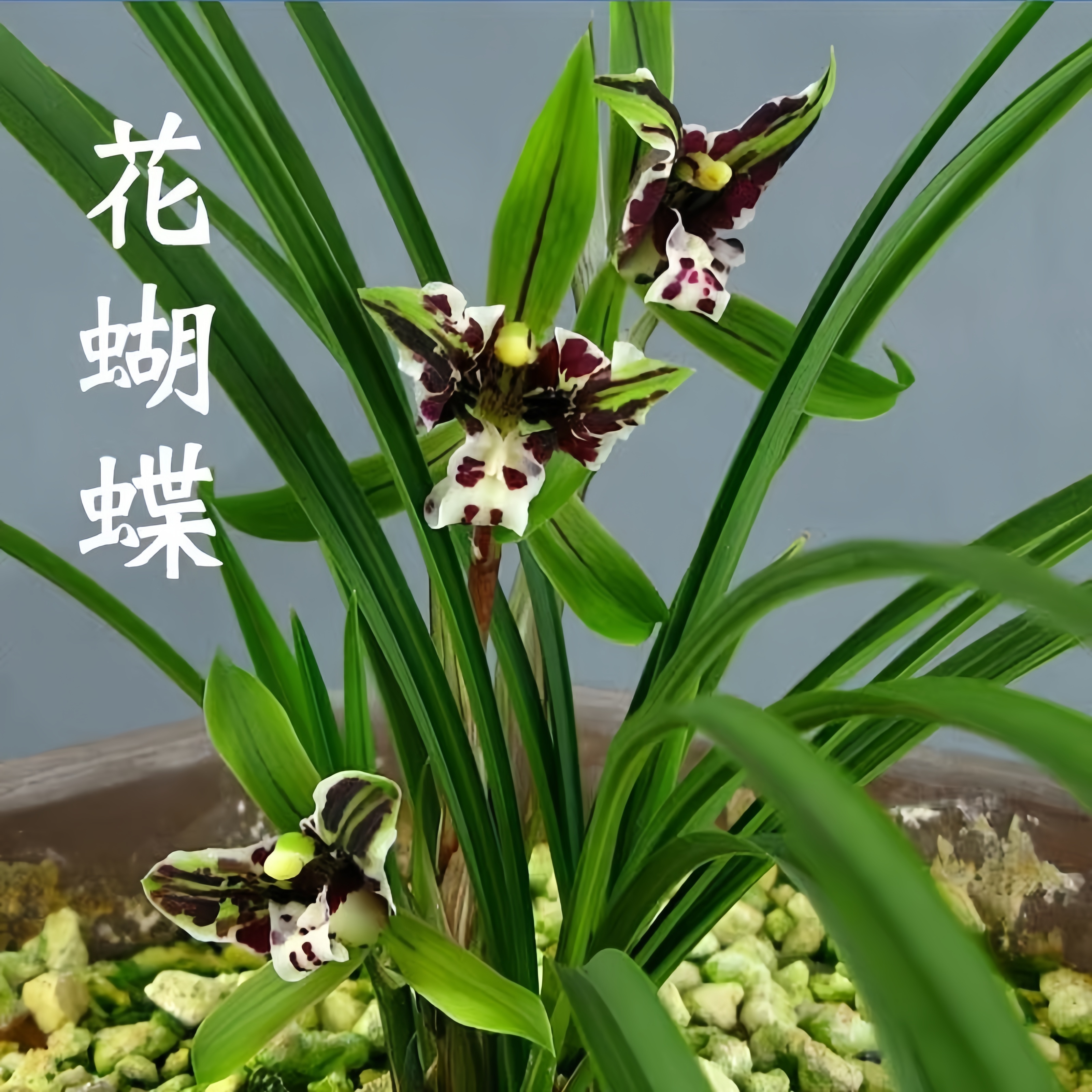 【花蝴蝶】奇兰建兰花苗花卉室内绿植四季兰开花春兰国兰墨兰大盆