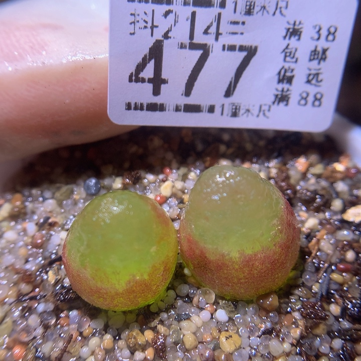 精品生石花214.477