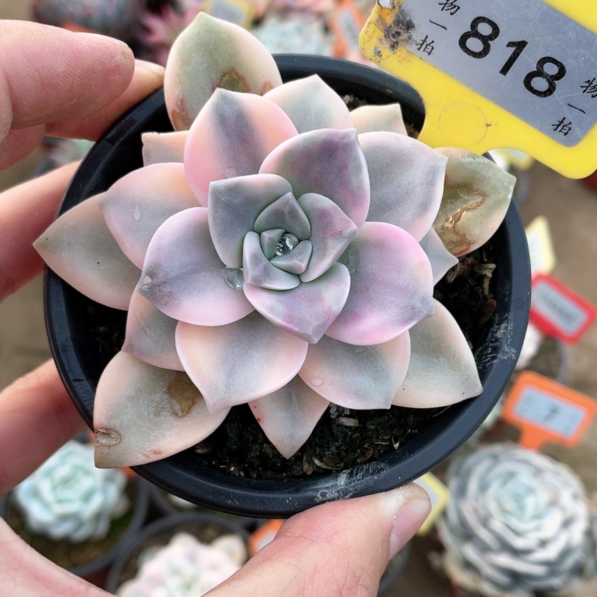 【闪购商品】818号