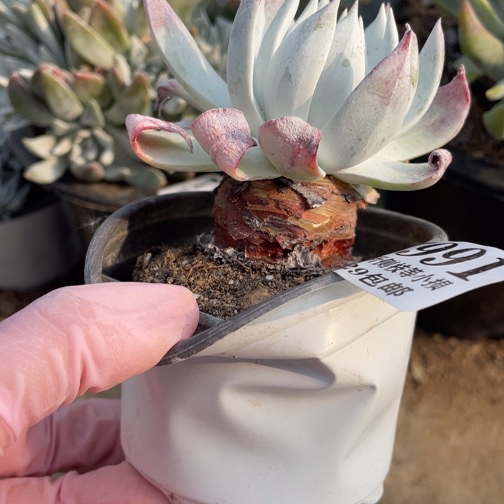 991号雪山杂多肉植物