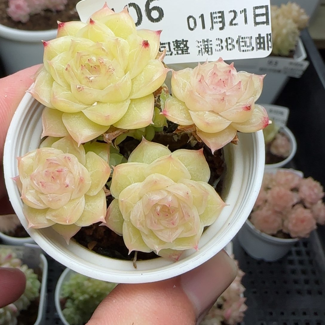 0121-106珠光麦秆