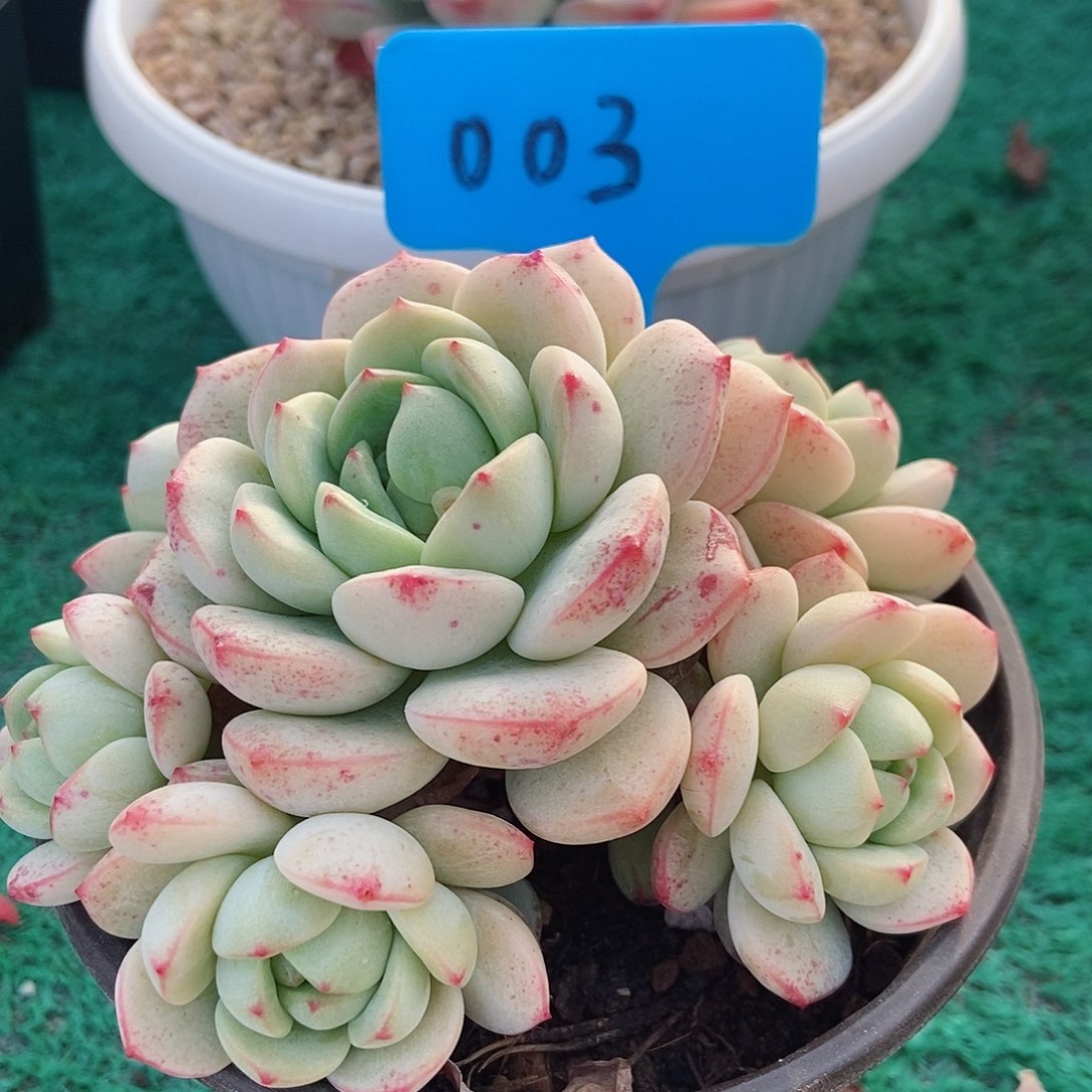 香草群生一物一拍003