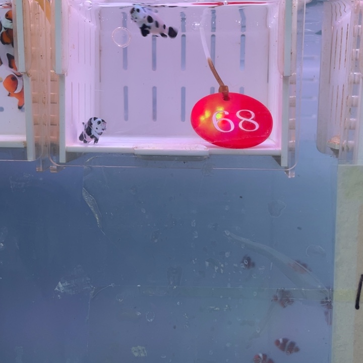 海水鱼精品熊猫2条2-3