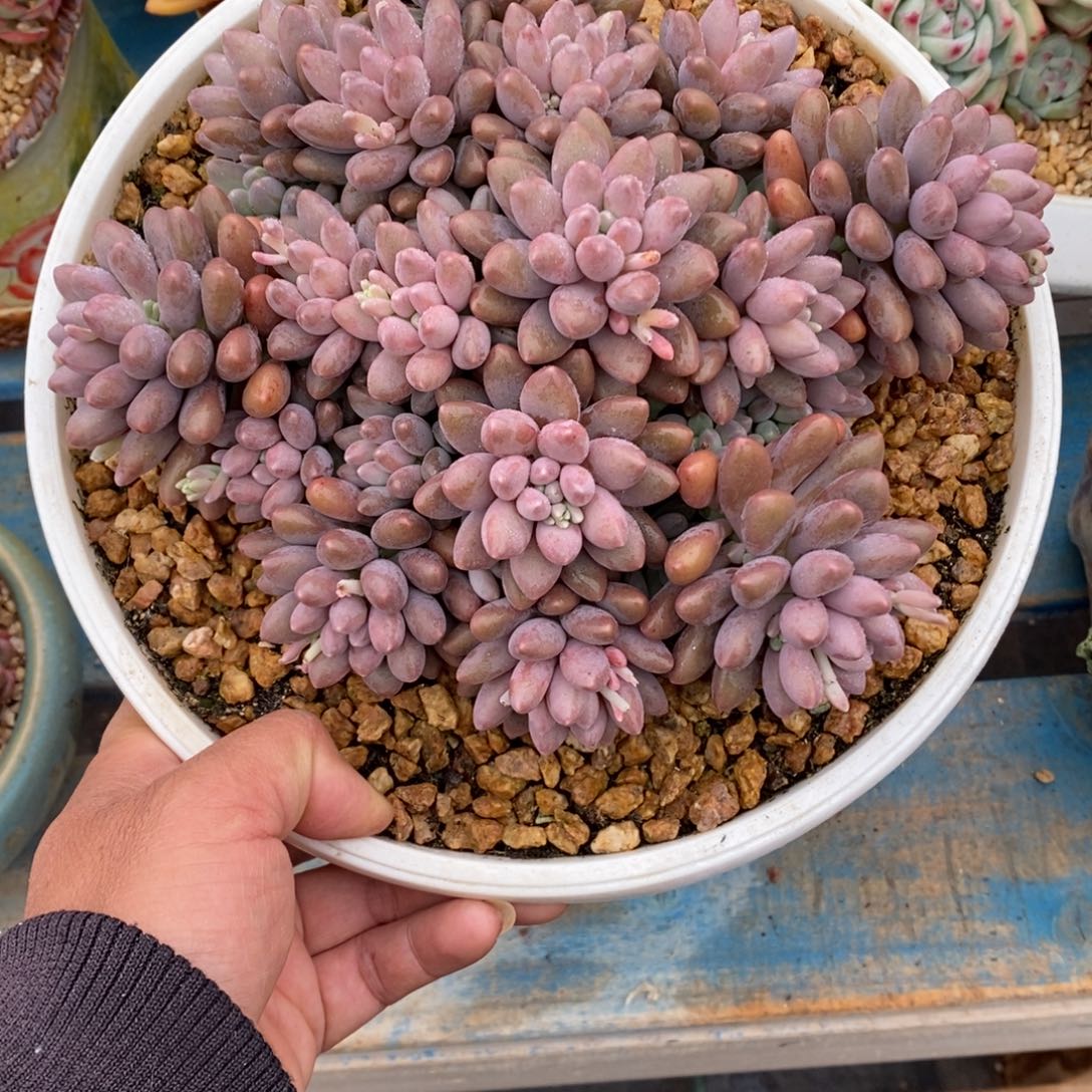 多肉植物一物一拍