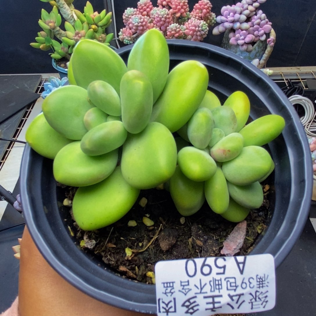 590芒果奶kk奶多肉7c m