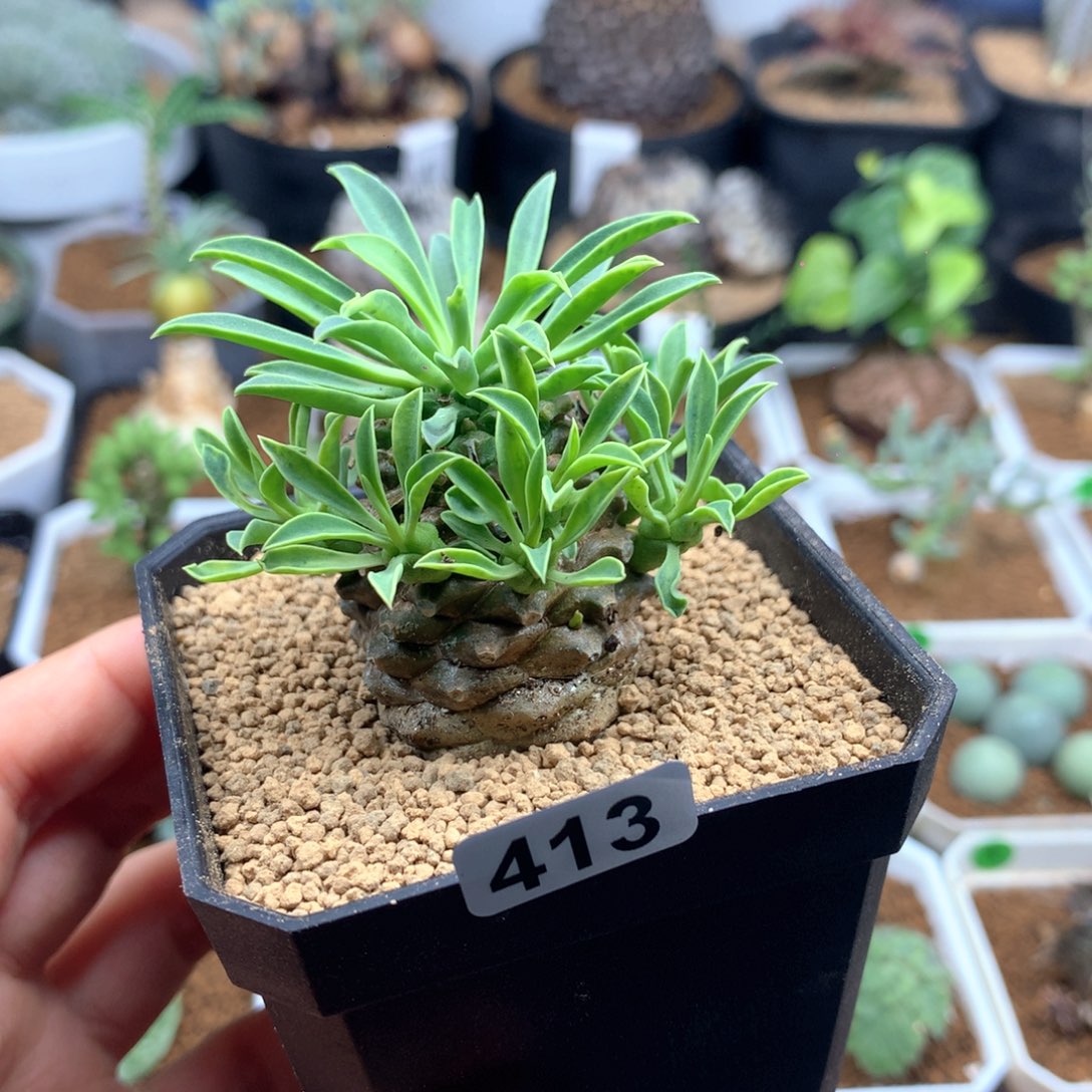 铁甲麒麟多肉带盆