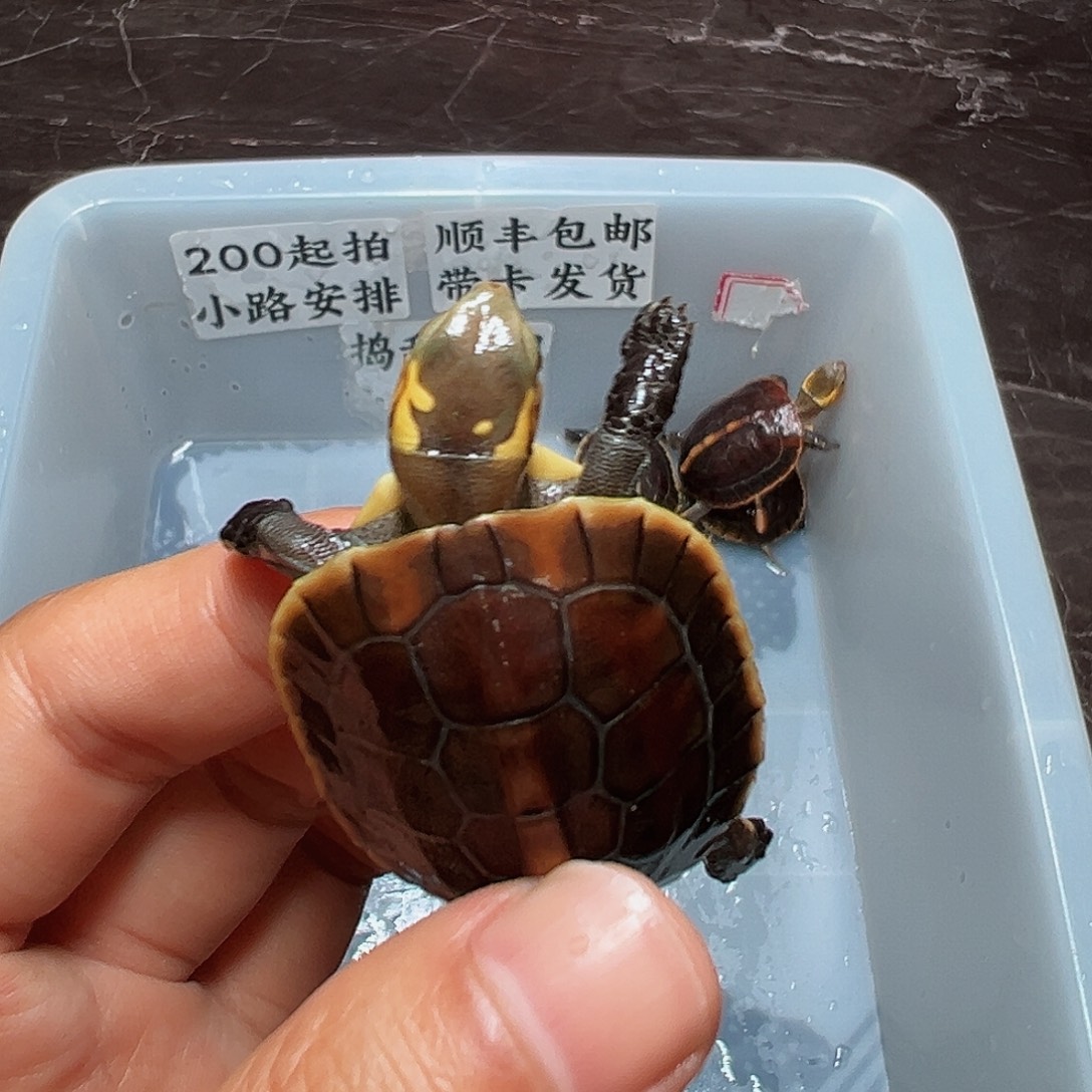 母绿毛龟天眼鹿角