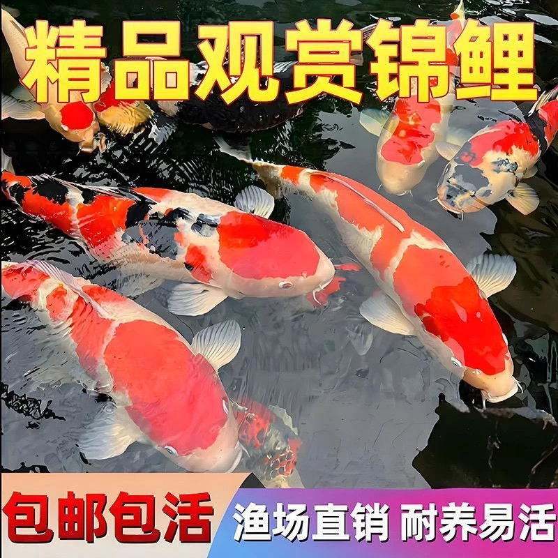 【招财好运】三色锦鲤冷水淡水好养耐活黑白红黄花色观赏鱼活体
