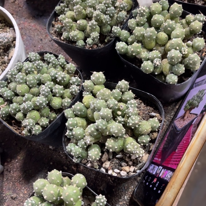 罗西安娜好养皮实