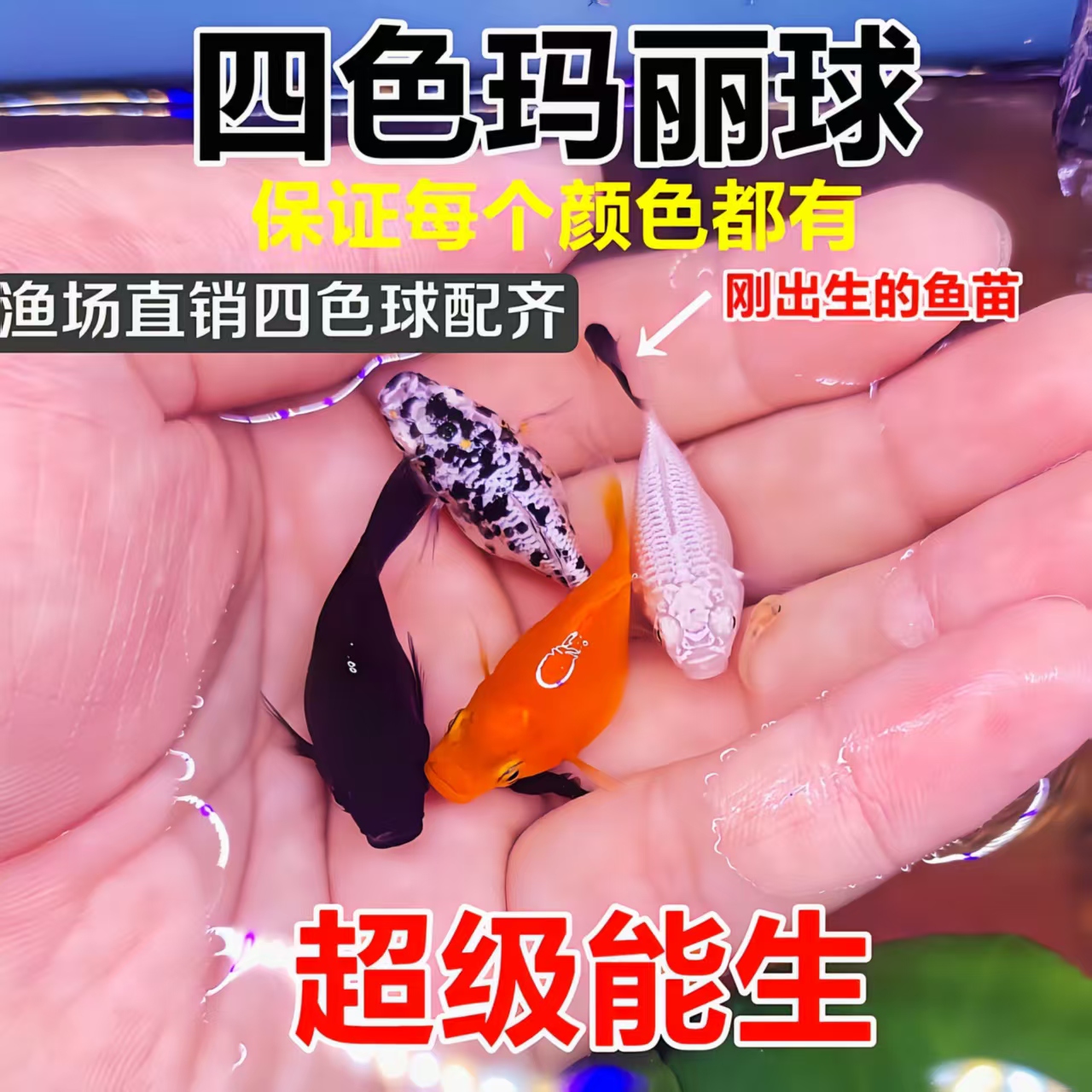 奶牛玛丽球鱼玛丽球皮球胎生鱼直接生小鱼新手好养热带小型观赏鱼