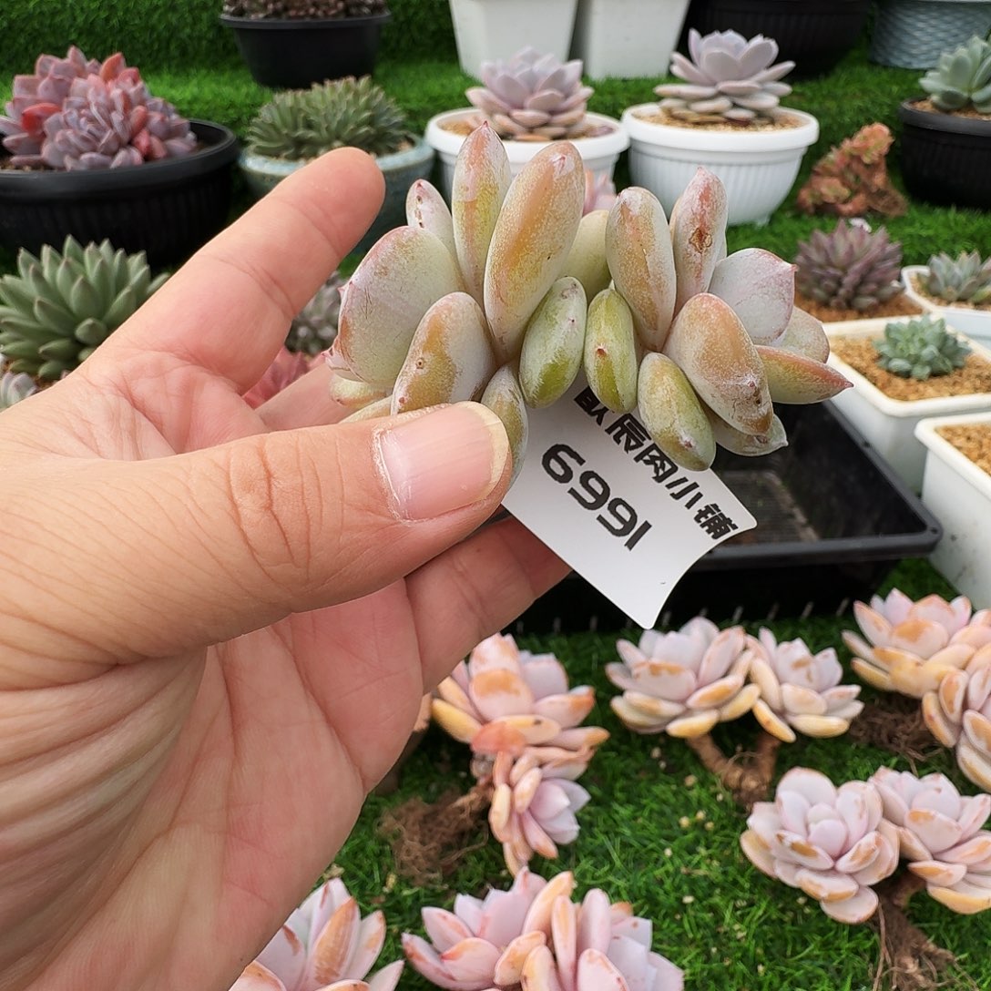 多肉植物奶茶双头6991