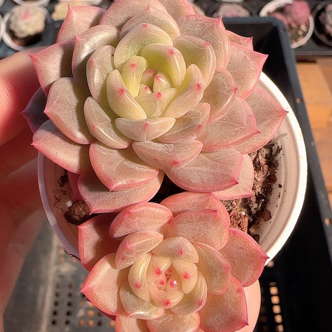 多肉1212-90晴川珍妮双头