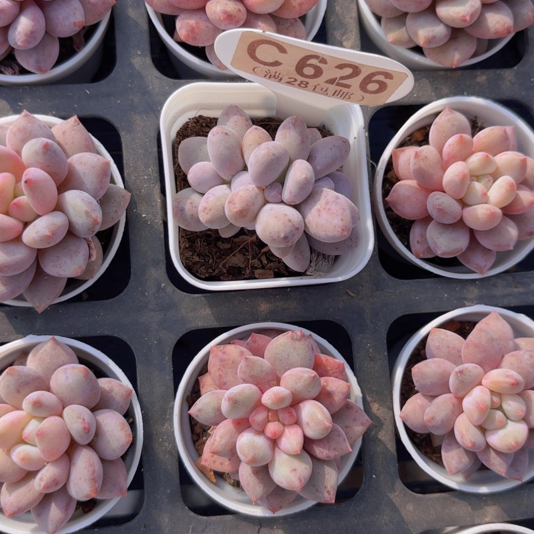 C626蛋黄奶一物语拍