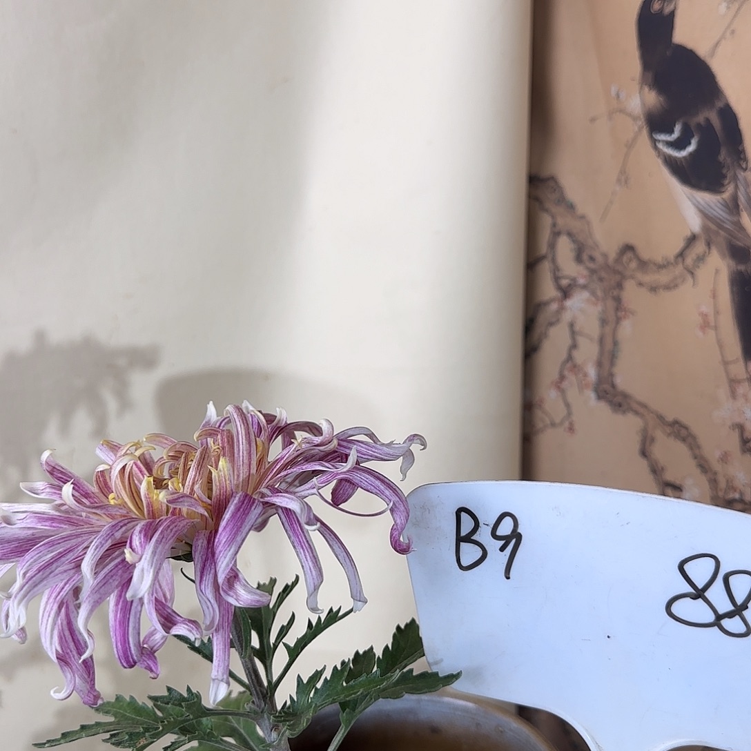 全部花朵B99999999