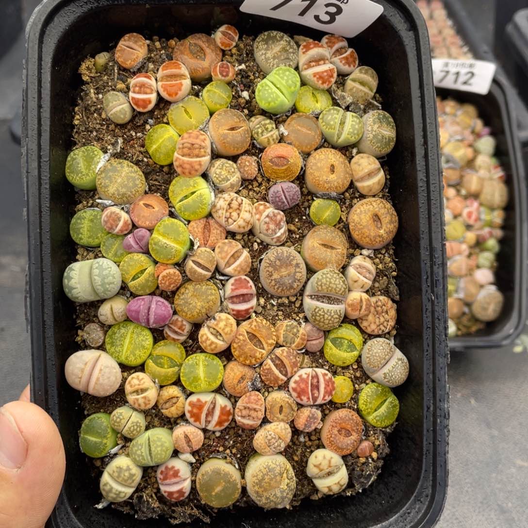 红陶00000000000713