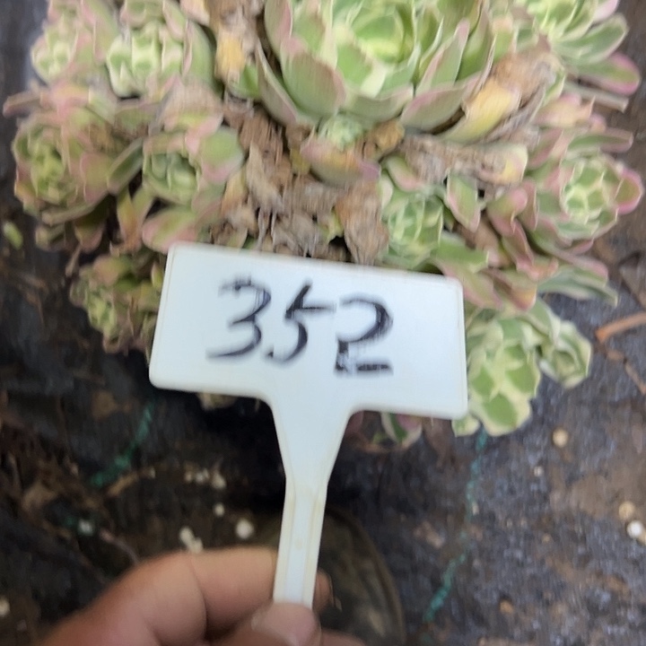 多肉植物白风法师