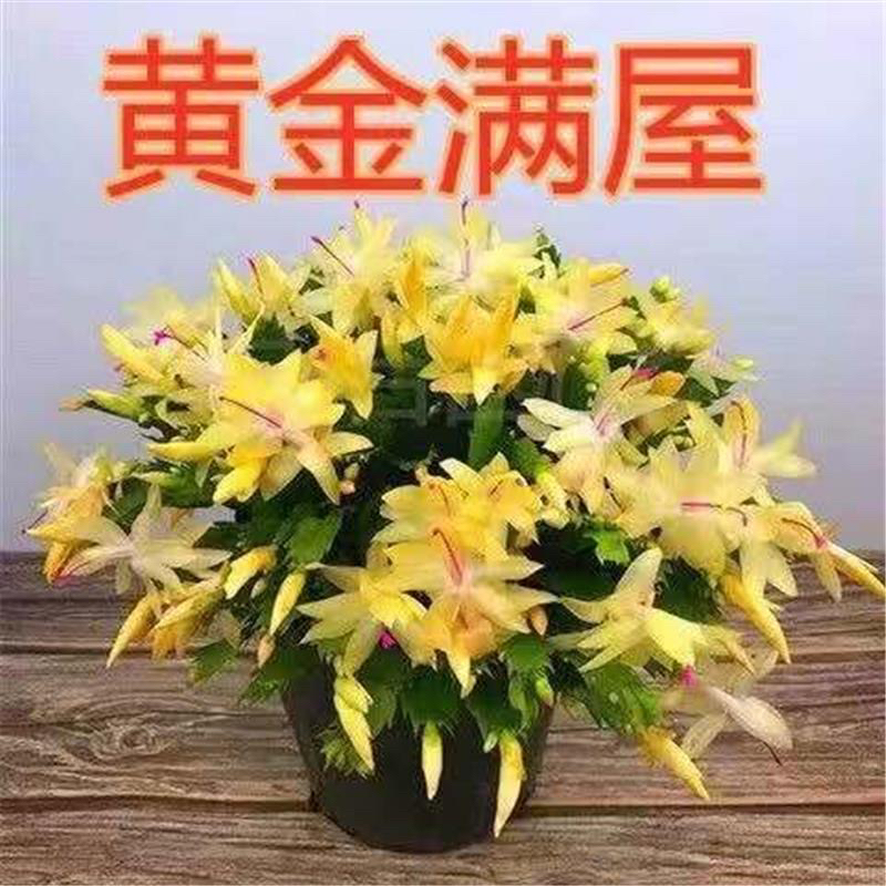 黄色重瓣蟹爪兰盆栽带花苞室内花卉植物四季开花