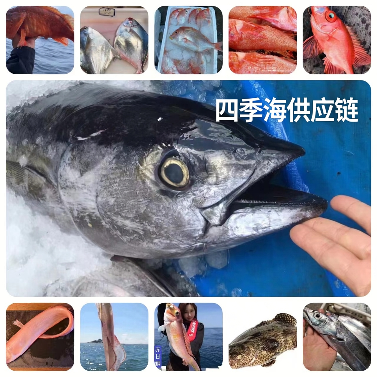 【海钓鱼】鲷鱼石斑鱼真鲷大眼鲷金枪鱼海钓船生鲜鱼海鲜大礼包生鲜