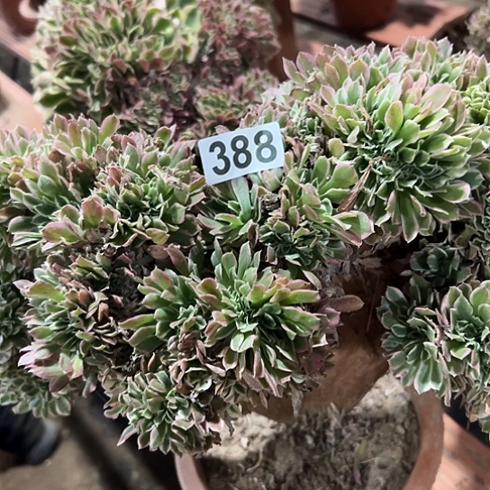 追***者多肉植物一个白凤388