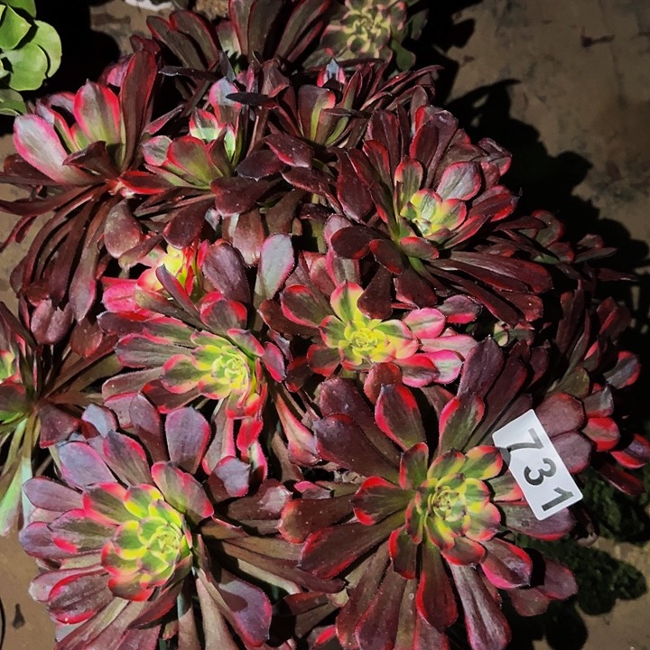 731烟花多肉植物处理不售后