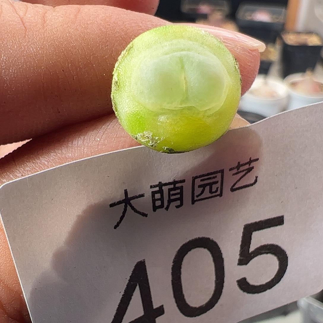 一物一拍。       405