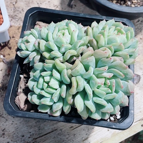 汤圆薄荷58一盆5588888588