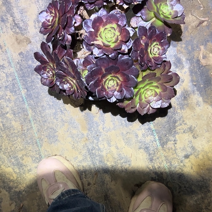 不包侧枝一物一拍82