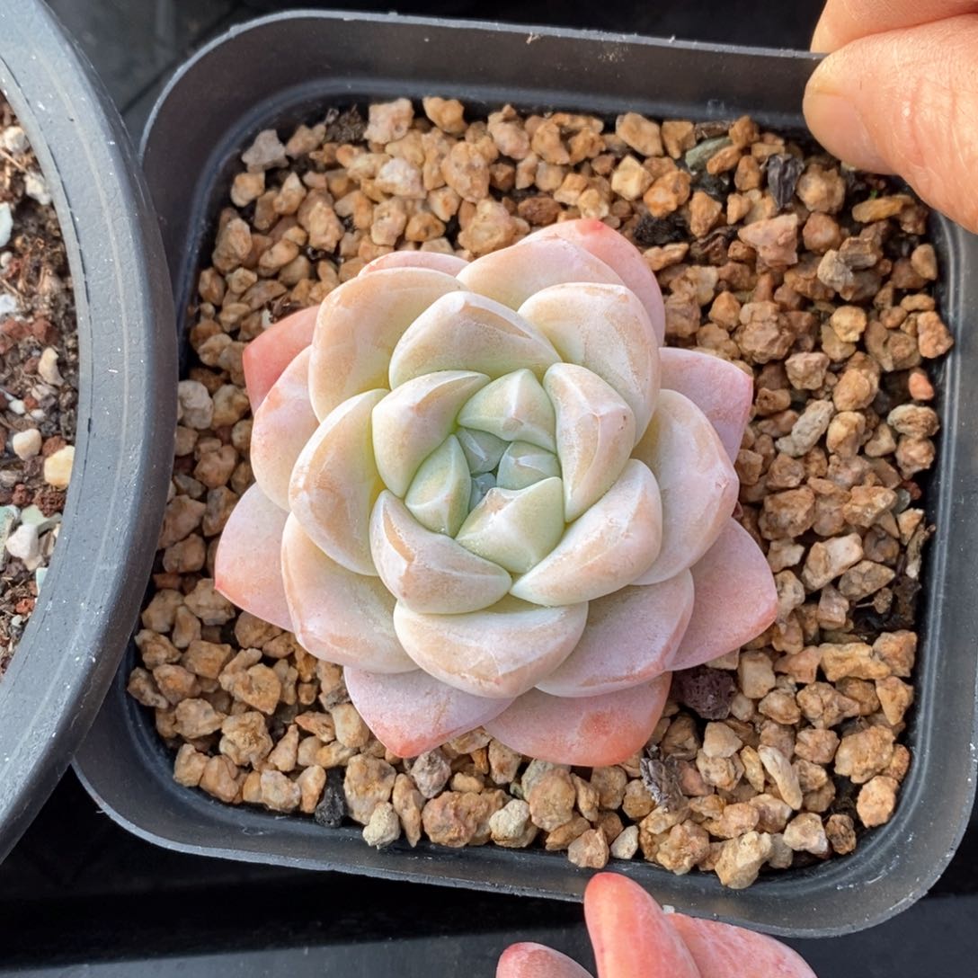 精品多肉一物一拍不包整806