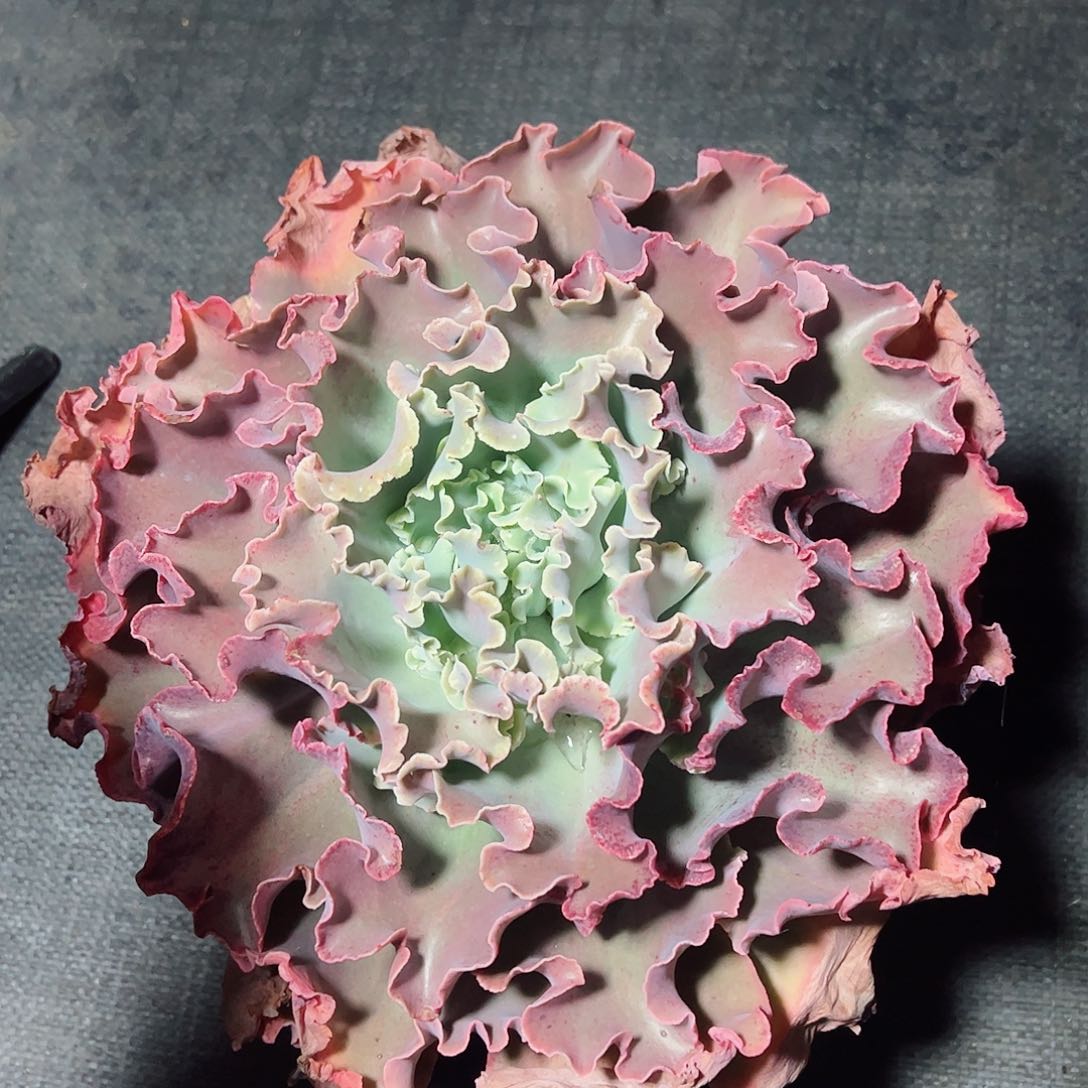 高砂之翁大单头老桩