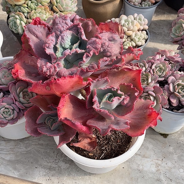 এ***࿐贝壳花笠多肉植物
