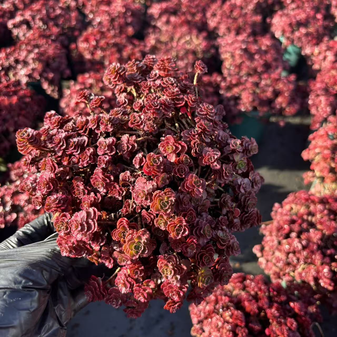 【带盆带土】小球玫瑰 多肉植物皮实好养喜水喜阳光