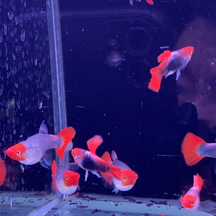 孔雀鱼短球蓝贵族10条包邮