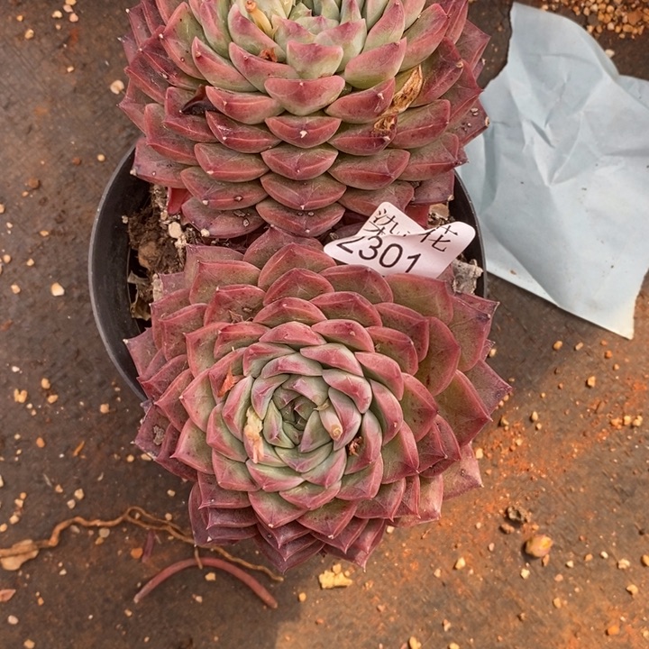 冉**精品多肉植物2301