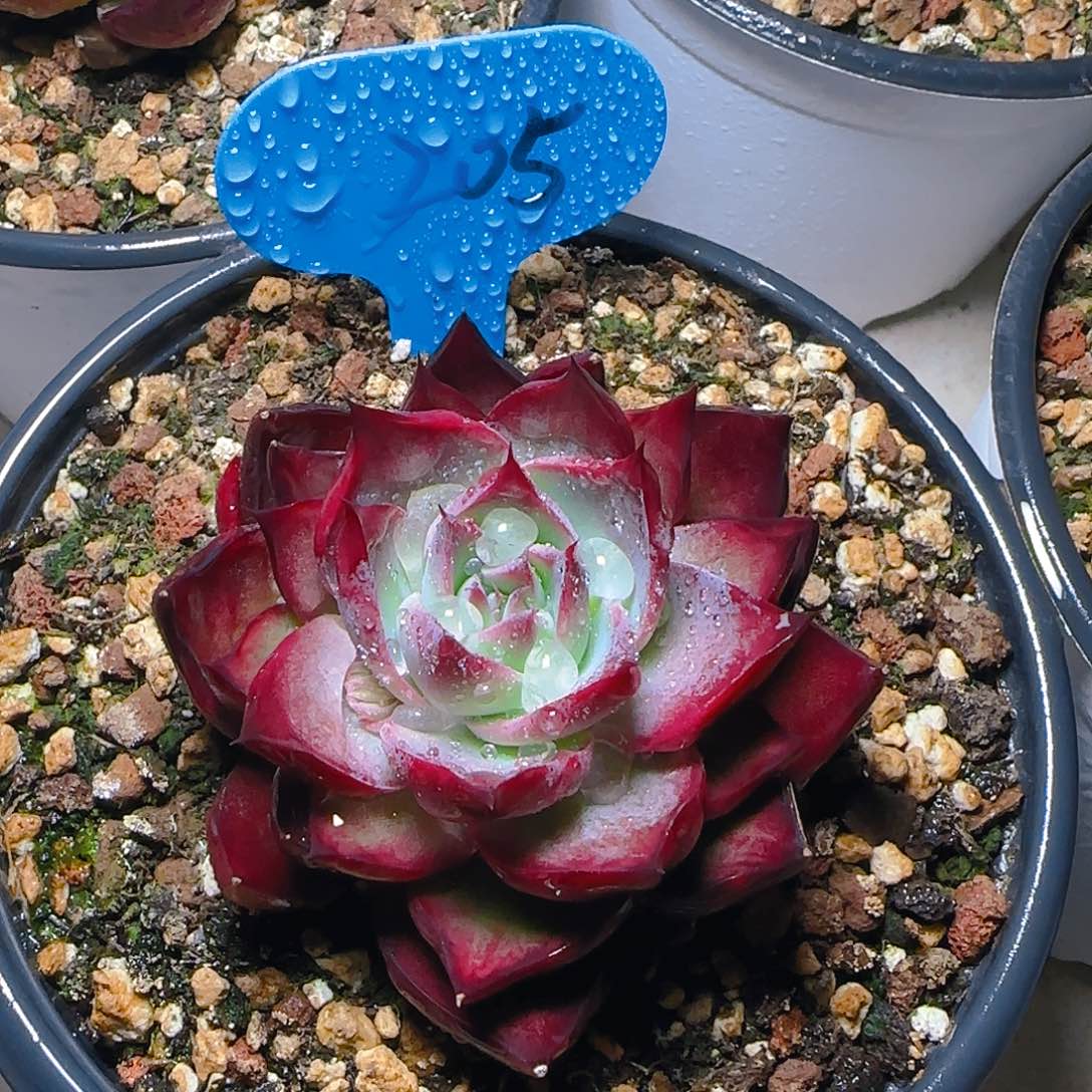 惊鸿仙子一物一拍205号