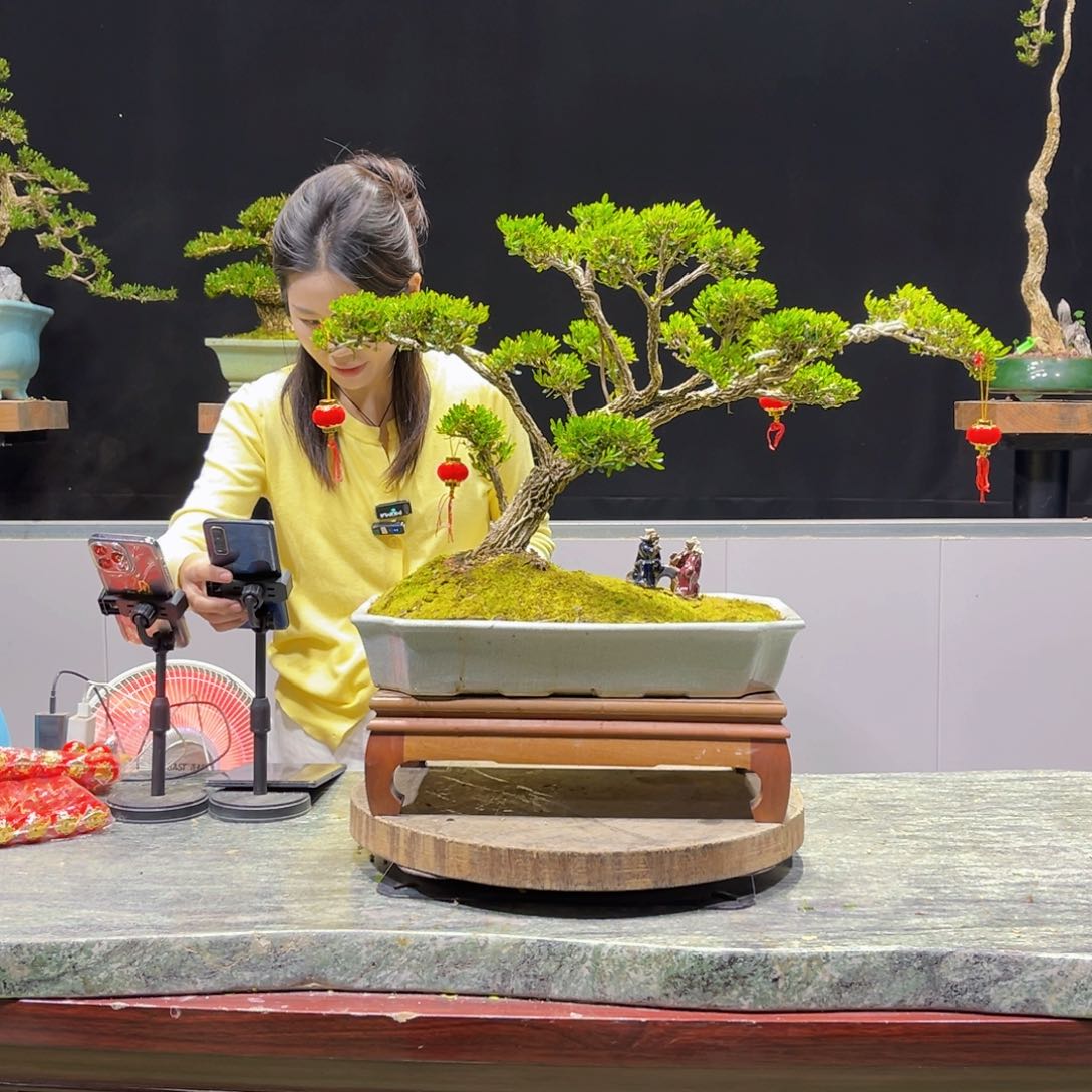 黄杨盆景雀舌软枝小叶