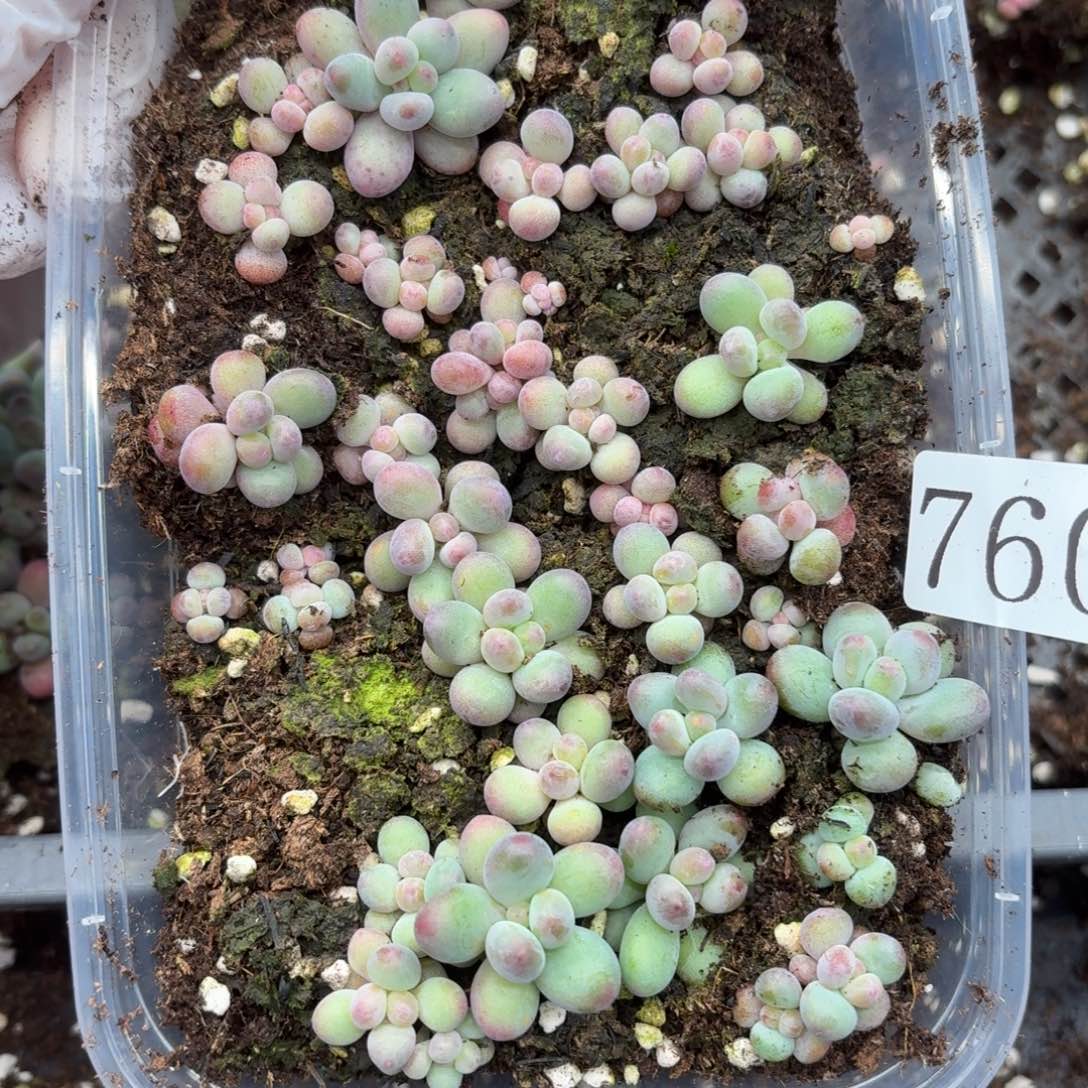 多肉植物多肉植物760