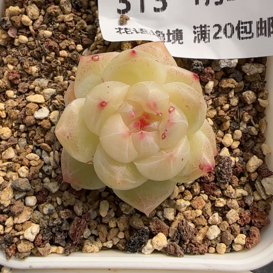 花语逸境0122-，313