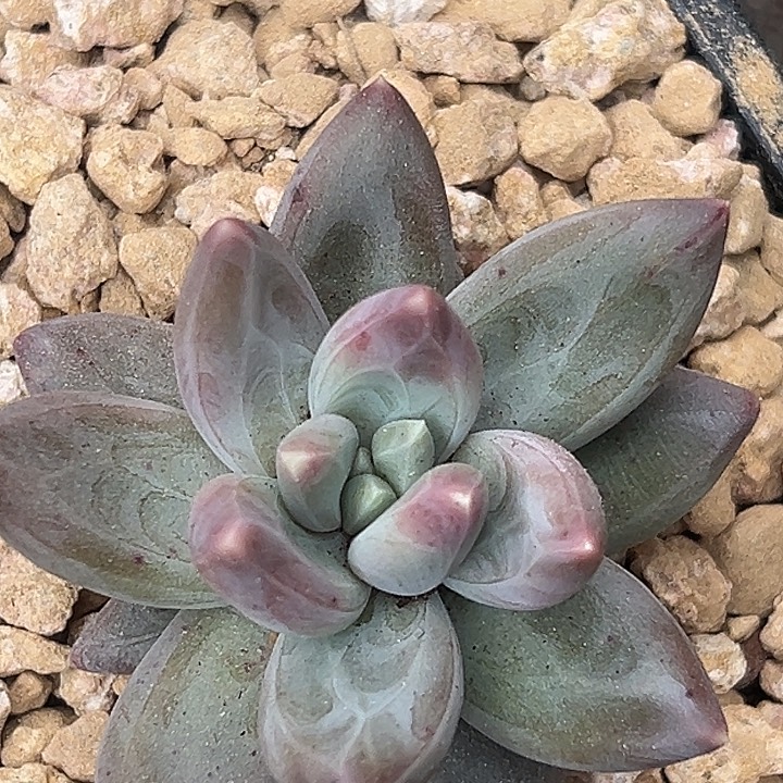 雪戴利美人个体特价