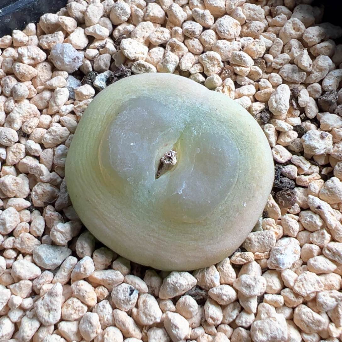 多肉植物63号拉登