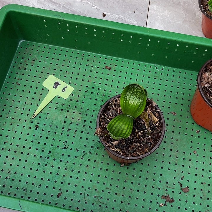 完全开放老一号寄养