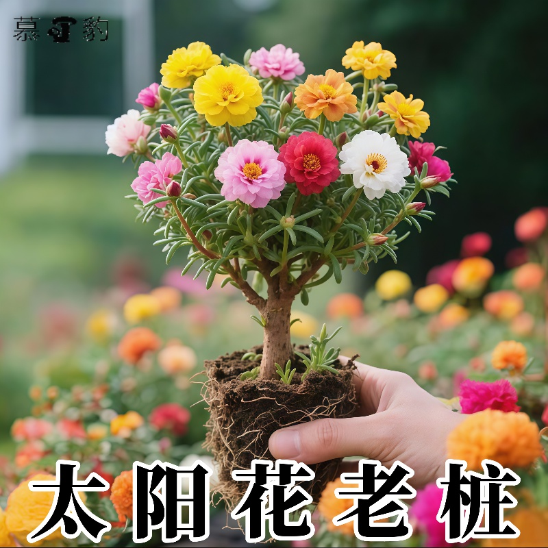 多色重瓣太阳花老桩耐寒庭院阳台易养活四季种植植物太阳花苗带根