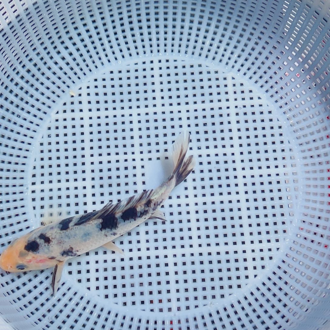 锦鲤锦鲤观赏鱼9999