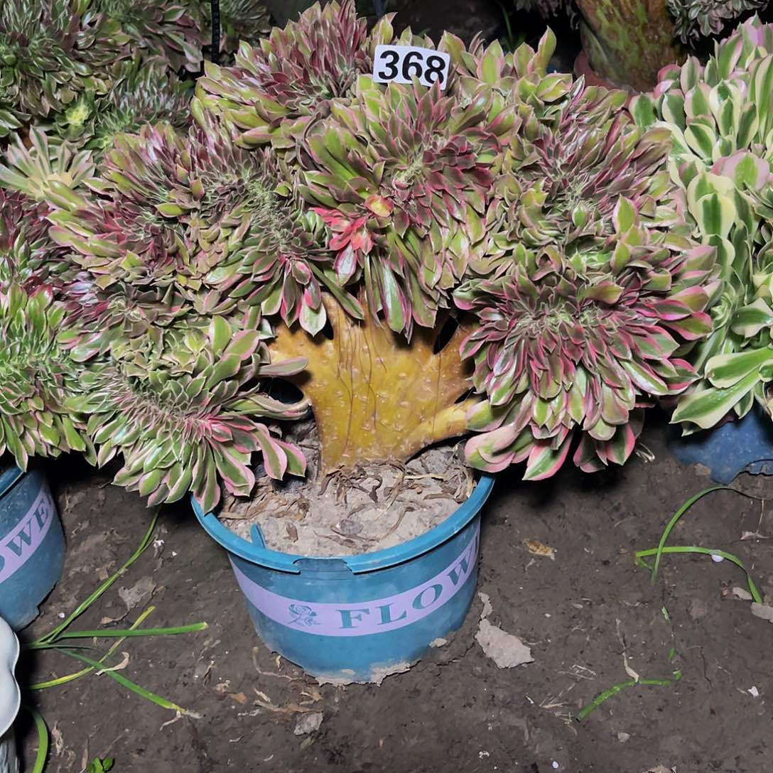 法师法师15–44包邮法师