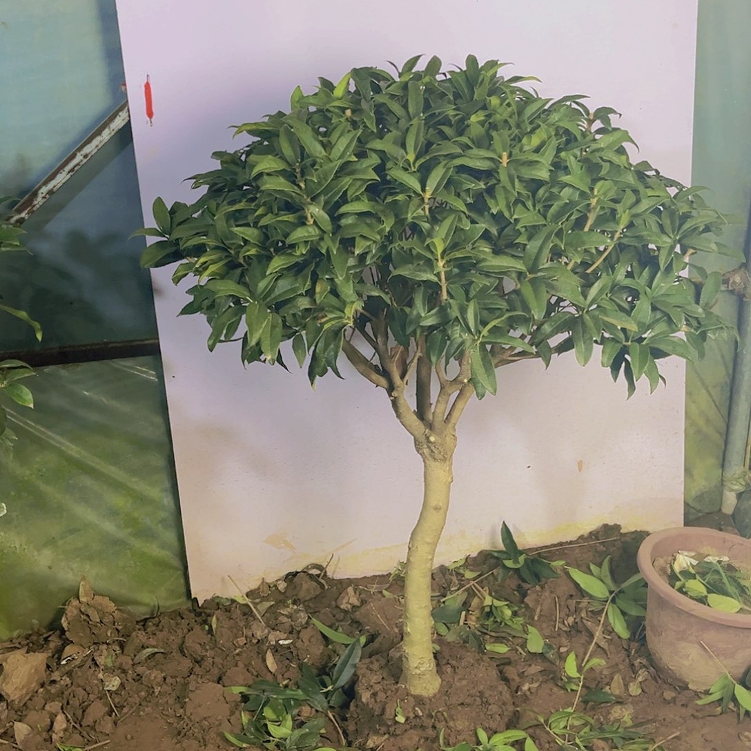 当前无花栽培后可以开花罗****谢