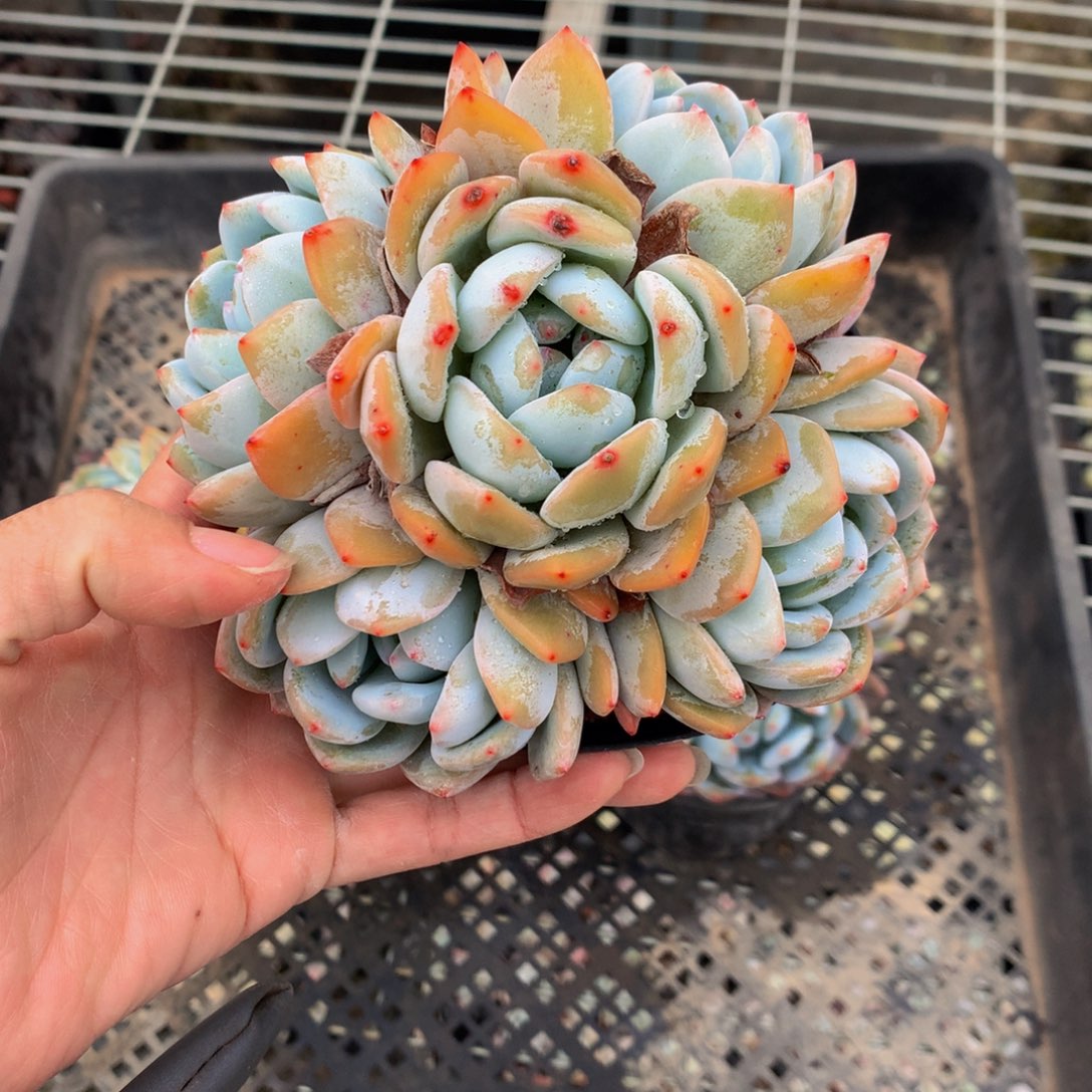 缺**儿1646嗯嗯嗯哦我觉得他