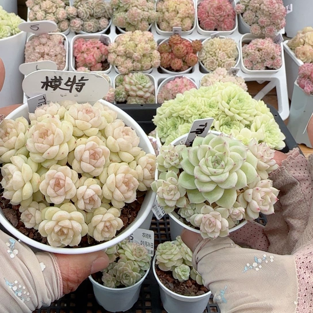 【闪购商品】0126-27（ttp-114）