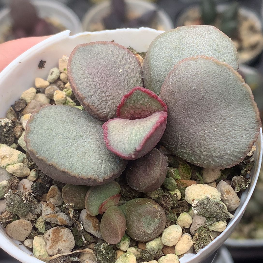 琉璃磨砂蛋 一物一拍