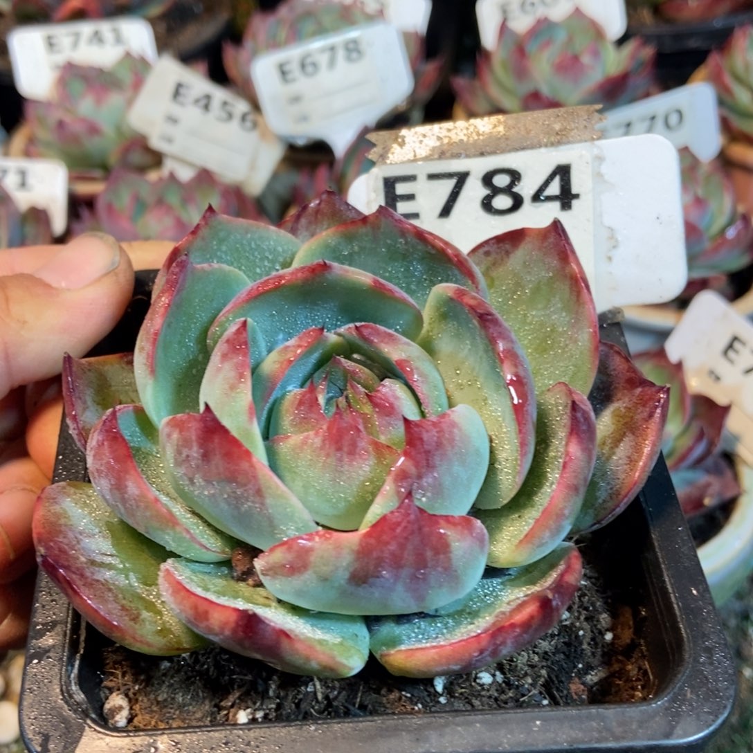 惊鸿一瞥784号楼