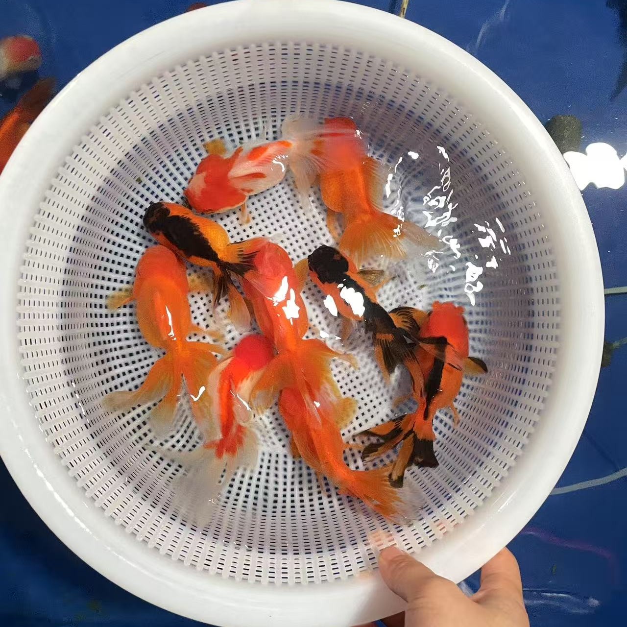 不包邮  兰寿金鱼花狮猫狮泰狮龙睛百褶鎏金观赏鱼冷水鱼好养耐活